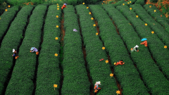  同时规范茶叶鲜叶